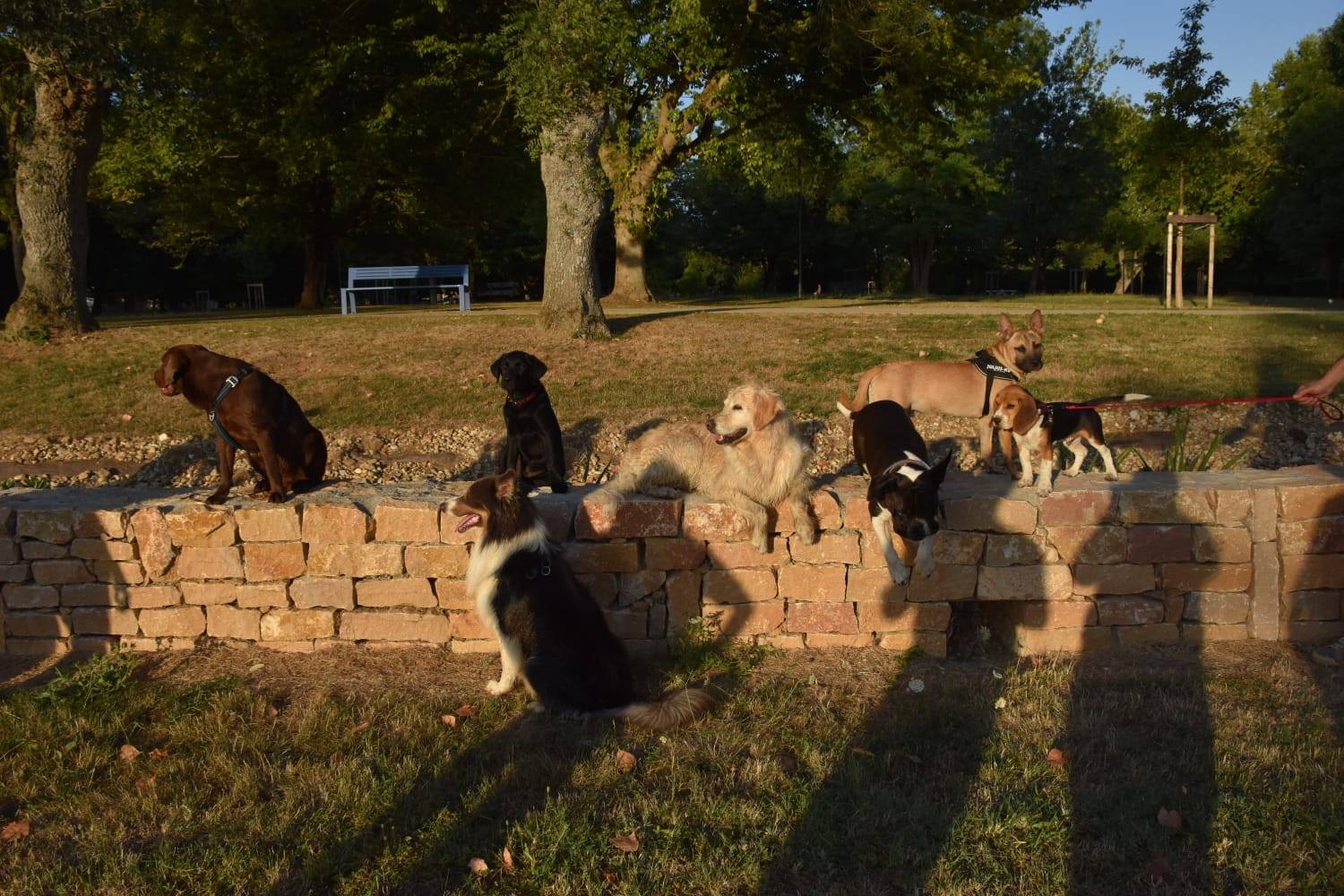 éducation et dressage de chiens Savoie